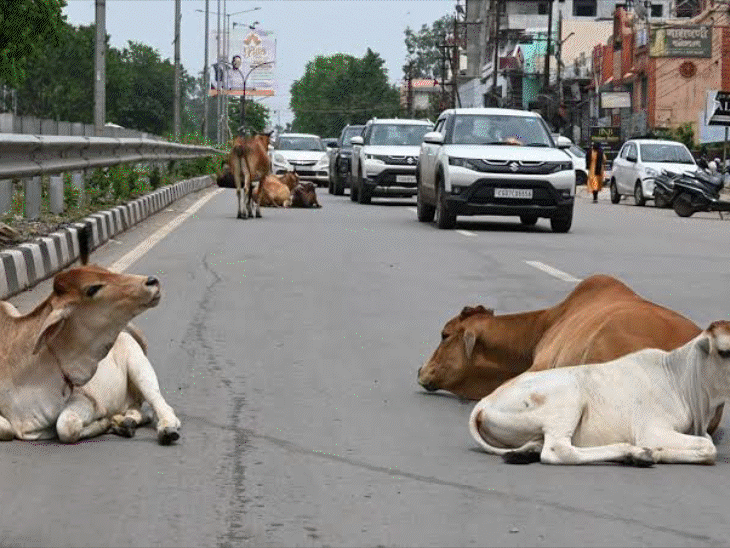 कोर्ट कमिश्नर की रिपोर्ट देखकर हाईकोर्ट ने जताई नाराजगी। - Dainik Bhaskar