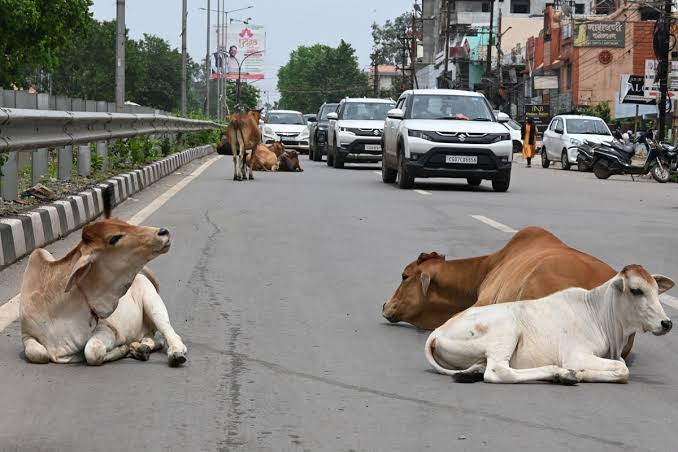 आवारा मवेशी नेशनल हाईवे और मुख्य सड़कों पर बैठे रहते हैं।