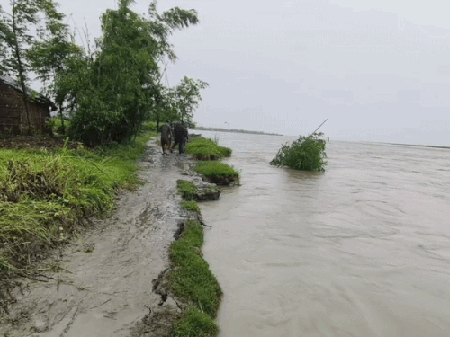 Erosion of the Kosi river banks is happening rapidly in Supaul, Bihar.