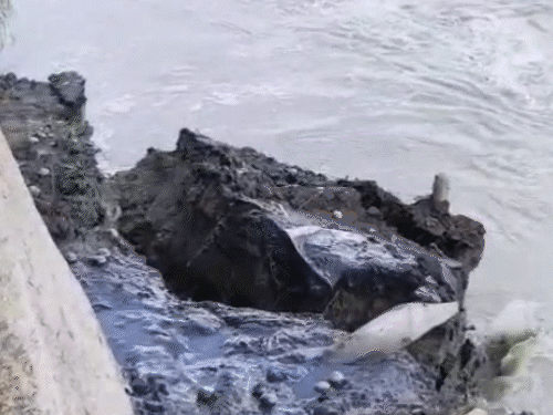 गोंडा में घाघरा नदी का जलस्तर तेजी से बढ़ रहा है। तरबगंज में अब तक 50 बीघा जमीन नदी में समा चुकी है।