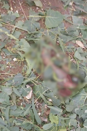 फैक्ट्री से करीब 50 मीटर दूर एक पैर मिला।