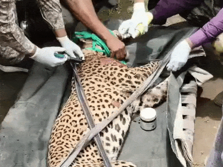 The team medically checked the leopard and gave first aid
