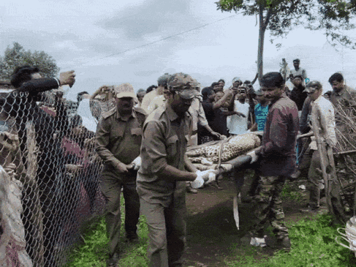 The unconscious leopard was loaded onto a stretcher and taken to the vehicle