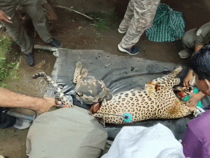 The forest department team tranquillized the leopard and brought it out of the house