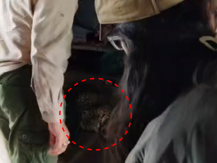 The team tranquillized the leopard sleeping under the bed