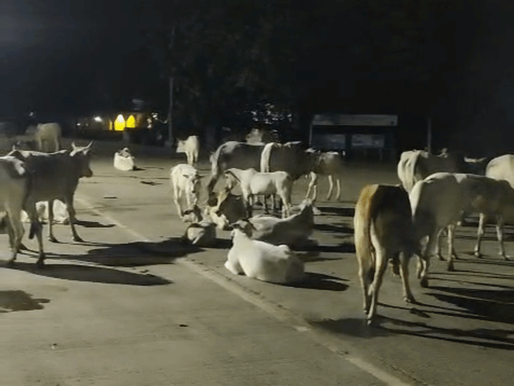 कुछ ही दूरी पर गायों का दूसरा झुंड भी खड़ा था।