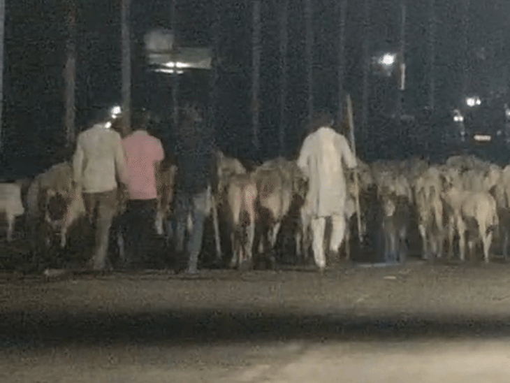 ग्रामीण गांव से घेरकर मवेशियों को सड़क पर छोड़कर जाते हैं।