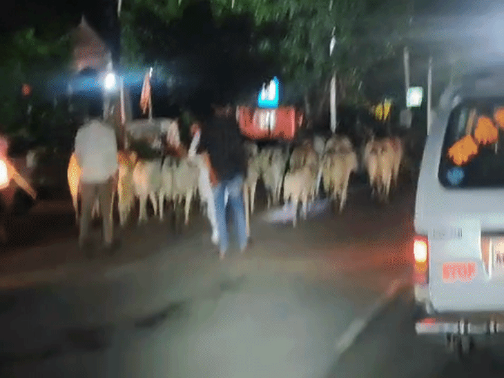गांव से घेरकर ग्रामीण सड़क पर आवारा गायों को छोड़ जाते हैं।