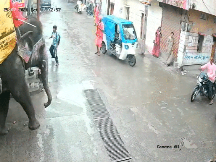 राजनगर पुलिस चौकी के पास से गुजरता हाथी।