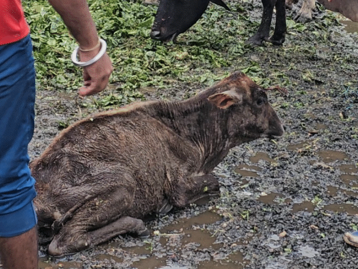 बीमार गाय इस तरह से बैठी हुई है।