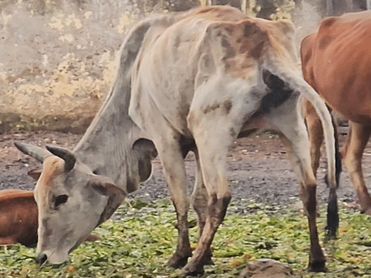 हर गाय को खिलाने के लिए सरकार की ओर से अनुदान दिया जाता है।