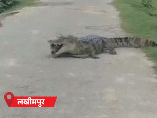 25 शहरों में बारिश; मगरमच्छ ने कुत्ते को मार डाला, 5 फीट सड़क धंसी|उत्तरप्रदेश,Uttar Pradesh - Dainik Bhaskar