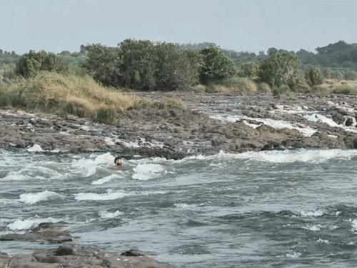 देखते ही देखते युवक कुछ ही सेकेंड में ओझल हो गया।