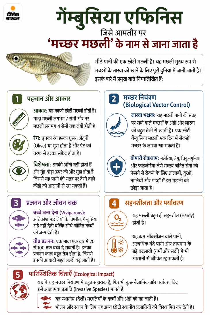 गम्बूसिया मछली बनी सबसे बड़ा हथियार