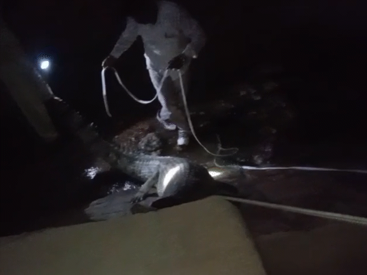 नहर की आरएनडी माइनर में एक महीने से भटक रहे करीब 10 फीट लंबे घड़ियाल को वन विभाग ने सुरक्षित पकड़ लिया।