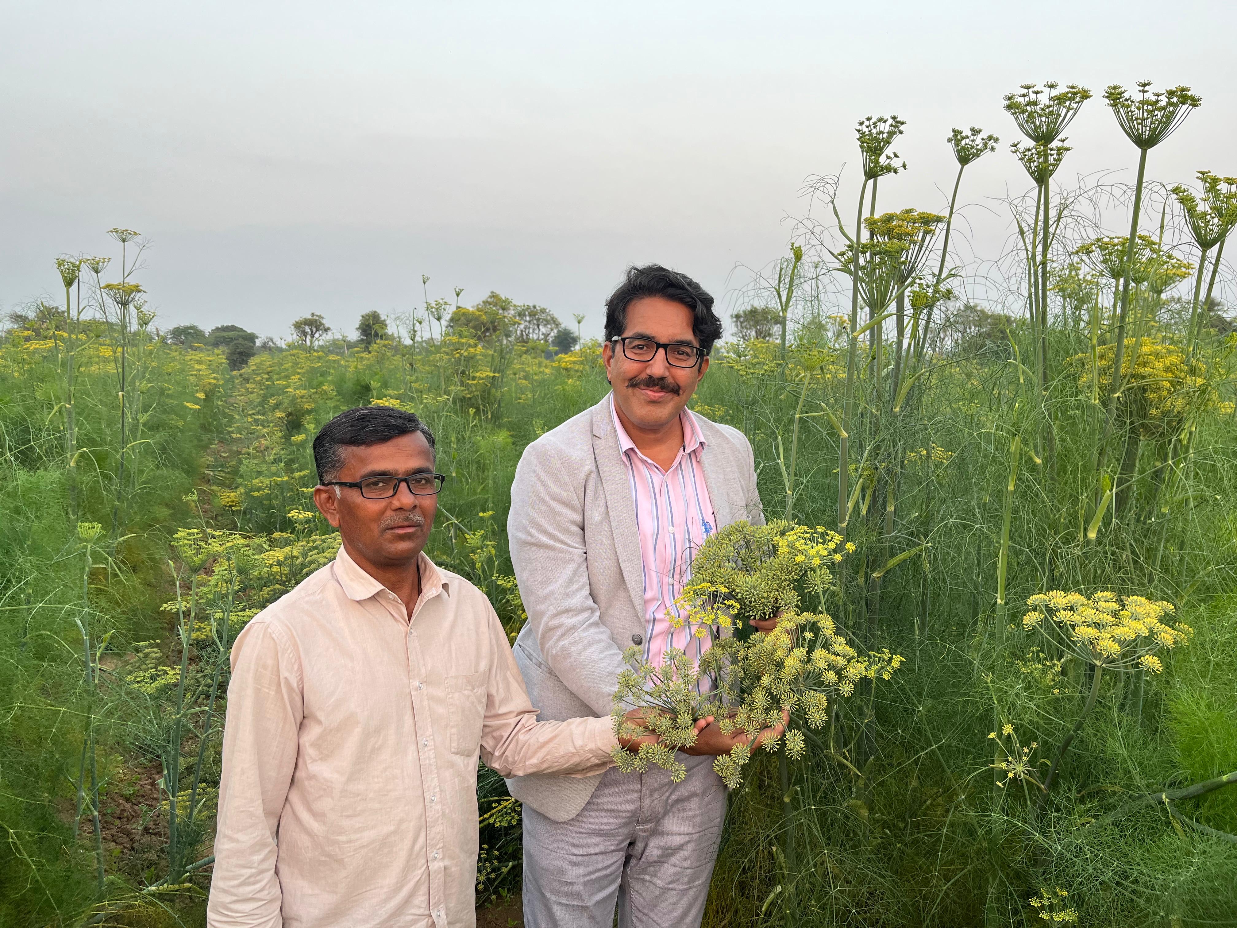 फोटो सिरोही जिले के किसान की है। यहां की सौंफ प्रीमियम क्वालिटी की मानी जाती है।