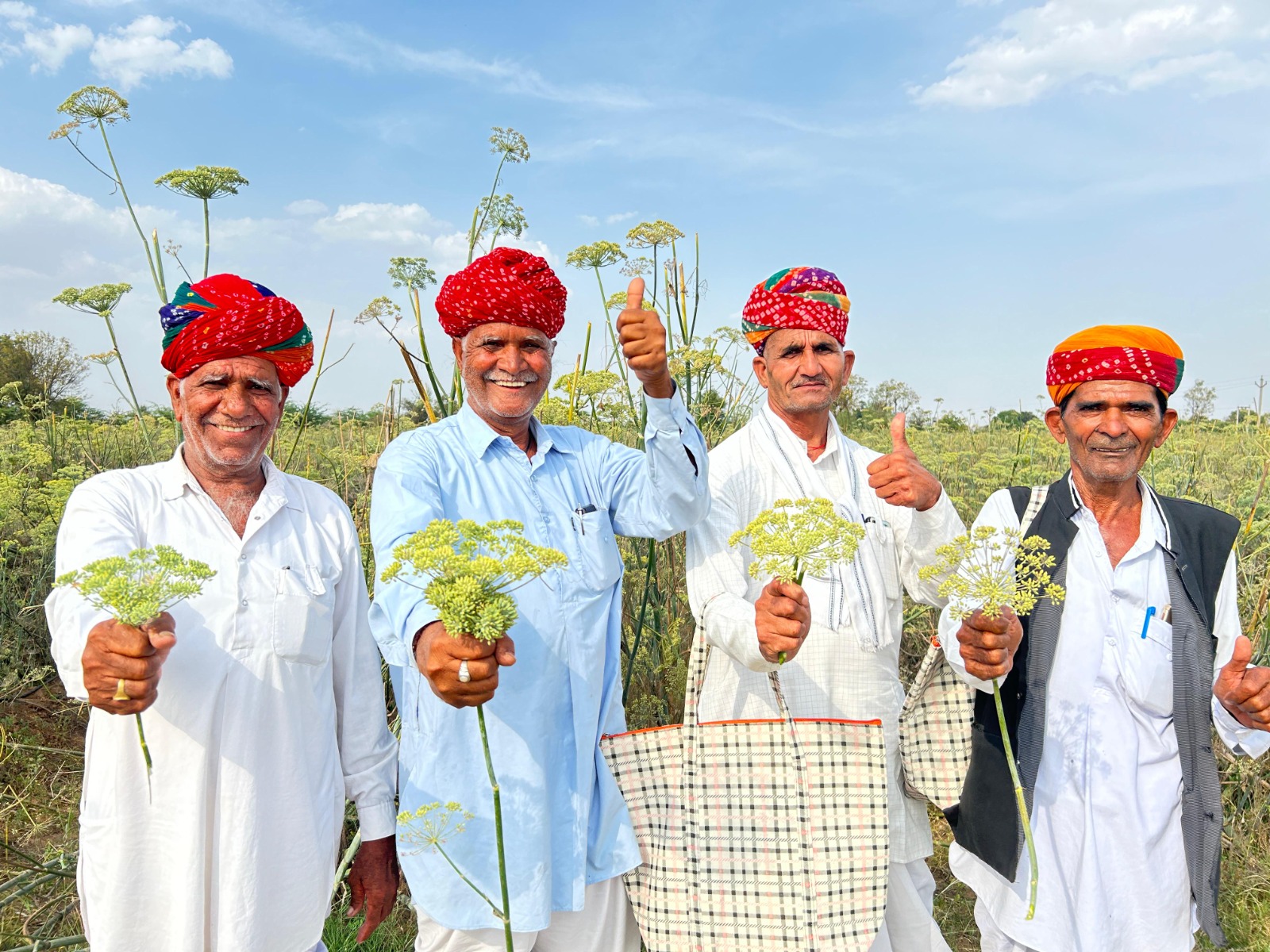 सिरोही जिले के आबूरोड में सौंफ की फसल होती है। ये सौंफ गुजरात के ऊंझा मंडी में सप्लाई होती है। (फाइल फोटो)