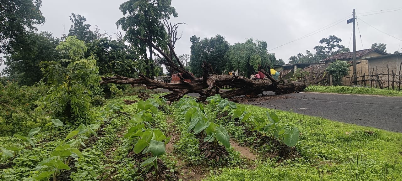 बैहर-परसवाड़ा मार्ग पर पेड़ गिरने से यातायात बंद हो गया।