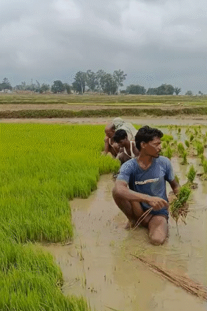It is raining continuously in Jharkhand. Due to this, paddy transplantation has accelerated in the fields.