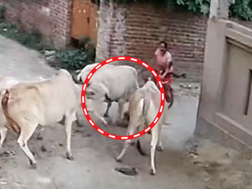एक युवती साइकिल उठाकर गाय को भगाने के लिए आती है। गाय यहां पर भी नहीं रुकती है।