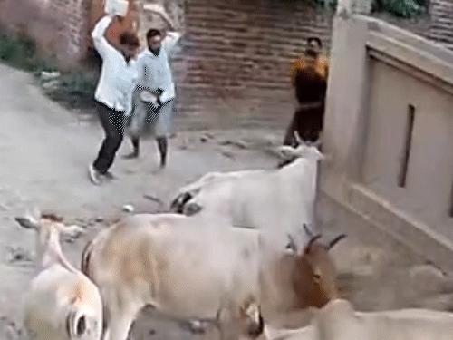 तीन युवक गाय को हटाने के लिए आते हैं। एक युवक के हाथ में किताब और दूसरे के हाथ में डंडा था।