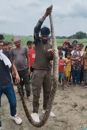 उत्तरप्रदेश के लखीमपुर में खेत में लगे जाल में 12 फीट लंबा अजगर फंस गया। वन विभाग की टीम ने अजगर को रेस्क्यू कर जंगल में छोड़ा।