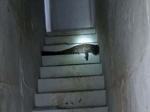 The crocodile was sitting on the stairs of tent businessman Shailendra Patidar's house.