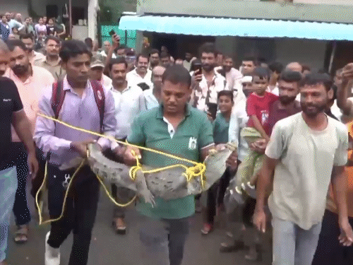 The crocodile was released into the forest after rescue.