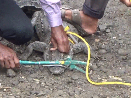 The forest department team tied it with a rope and caught it.