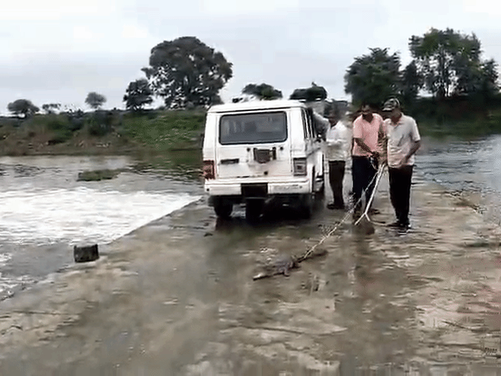 The Forest Department released the crocodile into the Shivna River.