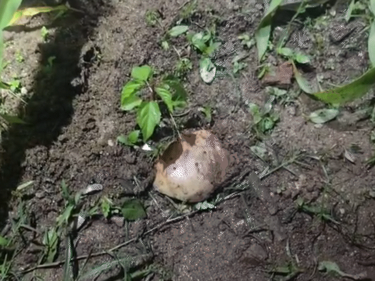 The tiger fled, leaving the skull in the field.