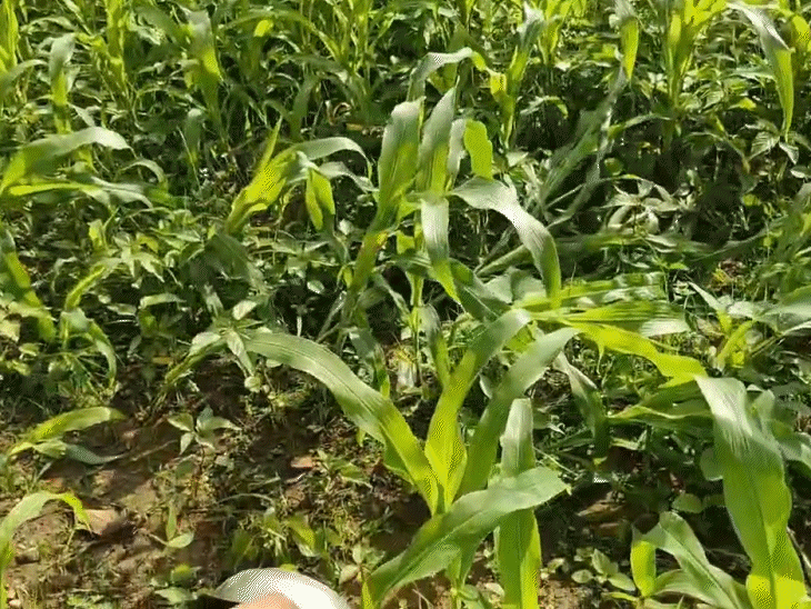 Pieces of the body were also found lying in the field.