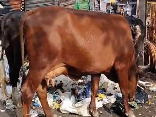 शहर के खेतान मार्केट इलाके में सड़कों पर फैला कचरा।