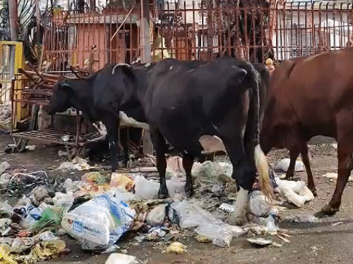 सड़क किनारे फैले कचरे के पास मवेशियों का जमावड़ा।