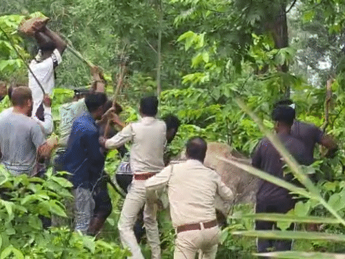 नाराज ग्रामीणों ने भालू को पकड़कर डंडे से खूब पीटा।