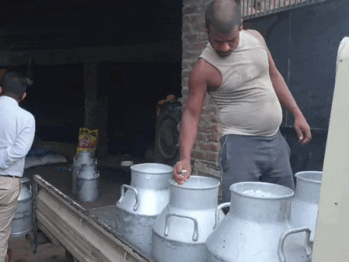 जालंधर में डेयरियों पर रेड। - Dainik Bhaskar