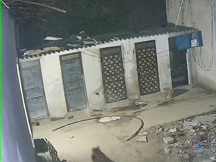 भीलों का बेदला में सरकारी स्कूल के पास स्थित एक घर के आंगन में दो लपेर्ड।