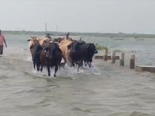 खगड़िया के दियरा क्षेत्र से लोग पशुओं के साथ सुरक्षित स्थान के लिए पलायन कर रहे हैं।