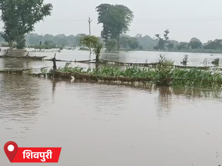 खेतों में पानी भरने से फसलों को नुकसान पहुंचा है।