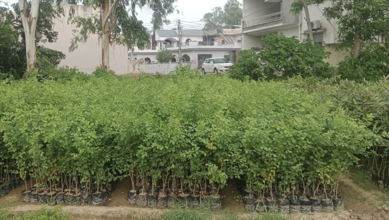 नर्सरी में तैयार पौधे अब जिले के विभिन्न हिस्सों में बढ़ाएंगे हरियाली।