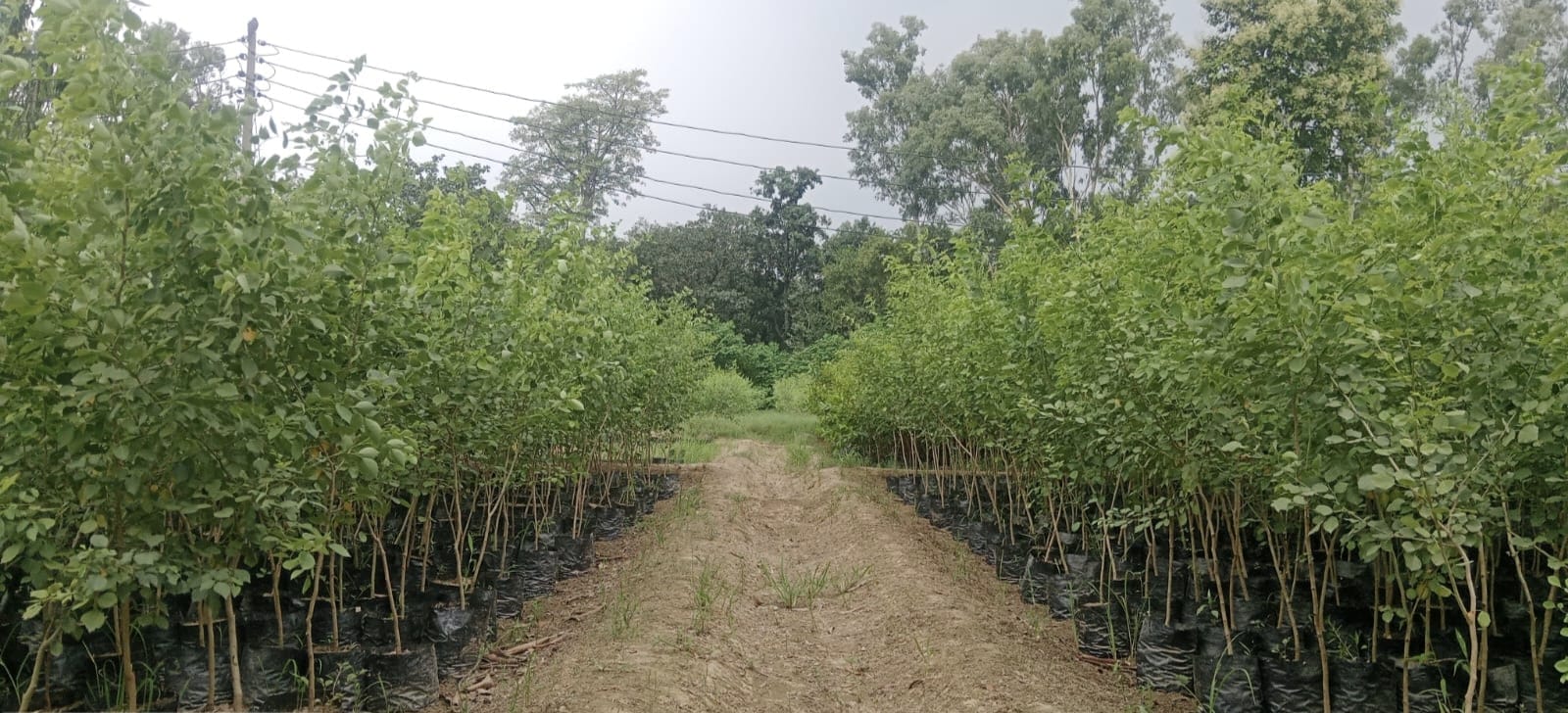 पौधारोपण अभियान के लिए नर्सरी में तैयार किए गए पौधे।