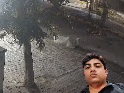 फरीदाबाद में बीच सड़क बैठी गाय से टकराकर कारोबारी कई फीट दूर जाकर गिरा, इनसेट में फाइल फोटो। - Dainik Bhaskar