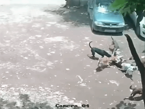 Pune Stray Dog Attack | CCTV Footage Shows Girl Brutally Mauled