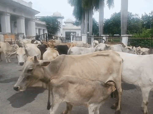 ग्रामीणों ने मवेशियों के लिए उचित व्यवस्था करने की मांग की।