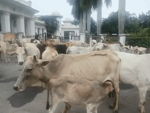 कहा-फसल बर्बाद कर रहे, साहब के दरवाजे ले आएं हैं, घर में बांधें या व्यवस्था करें|अंबिकापुर (सरगुजा),Ambikapur (Surguja) - Dainik Bhaskar
