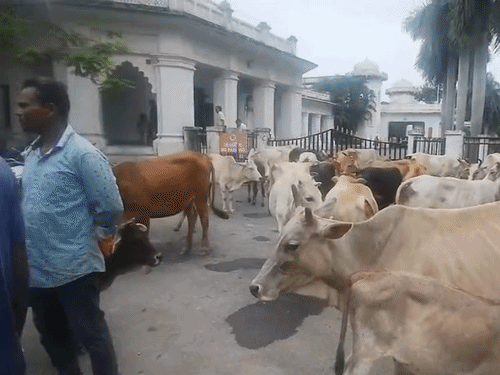ग्रामीणों ने कहा - आवारा मवेशी उनकी फसलों को बर्बाद कर रहे हैं।
