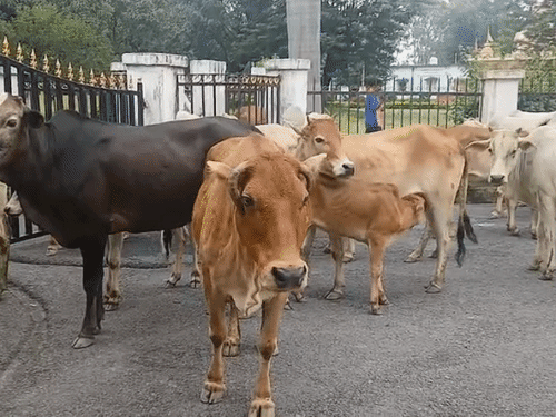 करीब 50 आवारा मवेशियों को लेकर कलेक्टोरेट पहुंचे ग्रामीण।