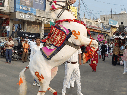 तीज माता की शाही सवारी के दौरान कच्छी घोड़ी ने नृत्य किया।