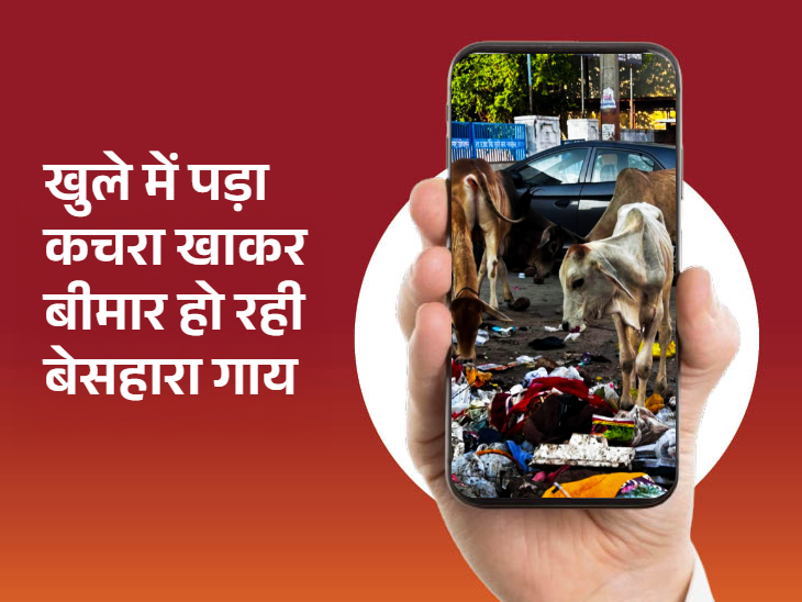 गाय गंदगी कचरा खाकर बीमार पड़ रही हैं।