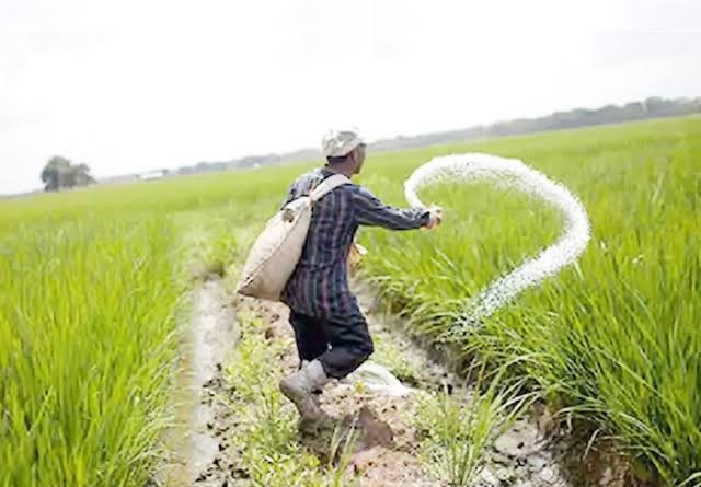 खेत में खाद डालते हुए किसान की फाइल फोटो।